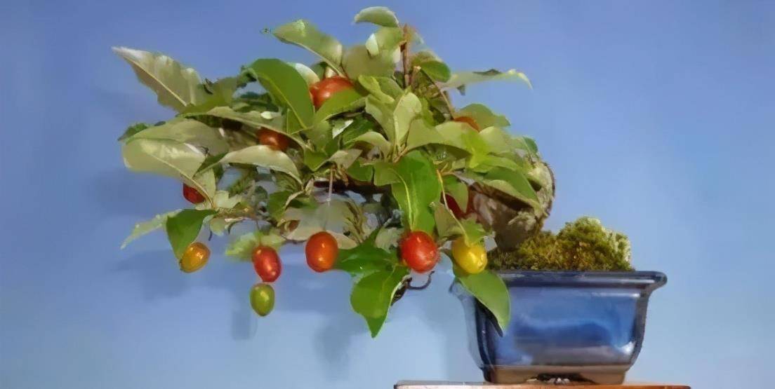 秋花春实的胡颓子野生资源丰富是制作盆景的好素材