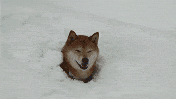 雪地|千万不要在下雪时带狗子出去玩，铲屎官：被自家狗子“蠢哭”了