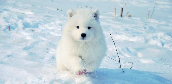 雪地|千万不要在下雪时带狗子出去玩，铲屎官：被自家狗子“蠢哭”了