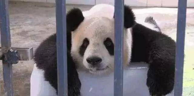 怎么才能成为熊猫饲养员 58509848aa2442cd94155605bb071bf7.jpeg