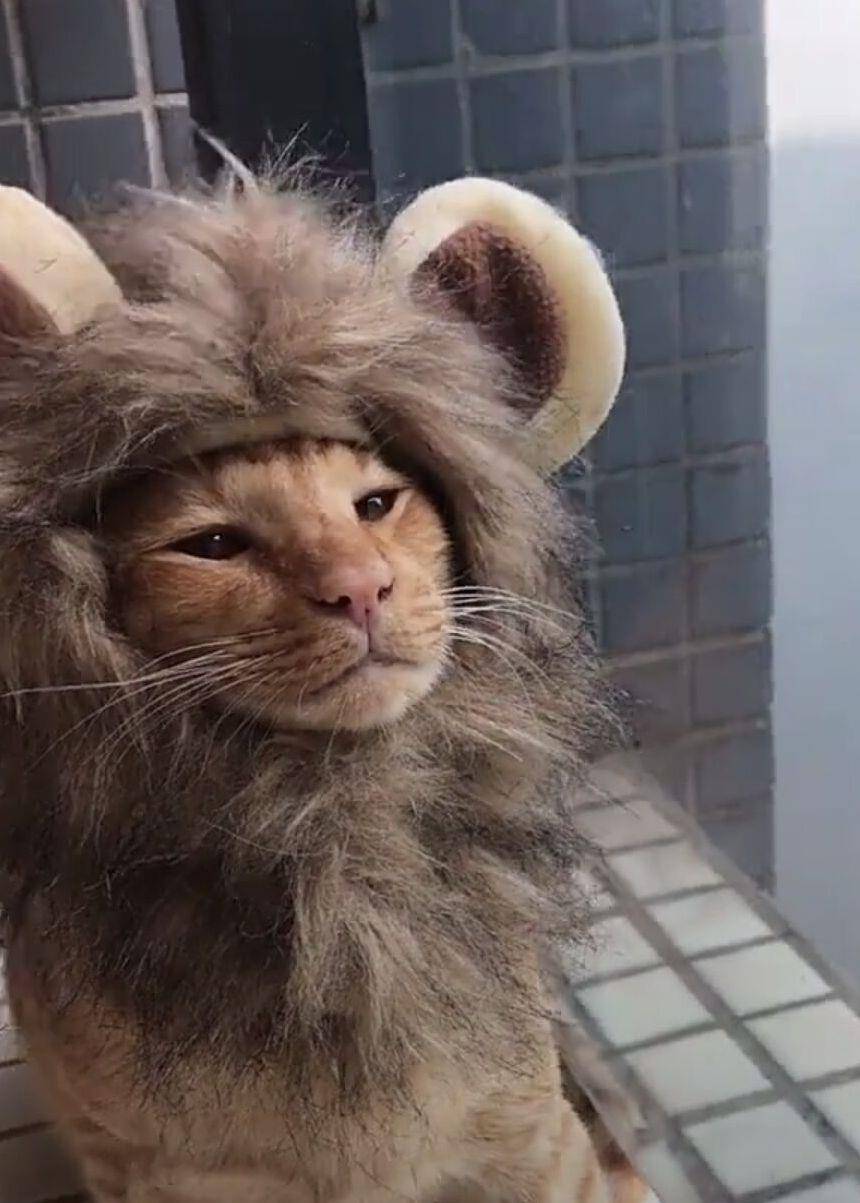 猫cosplay狮子，身为猫身却有狮王风范，下辈子一定要投胎做狮子_主人
