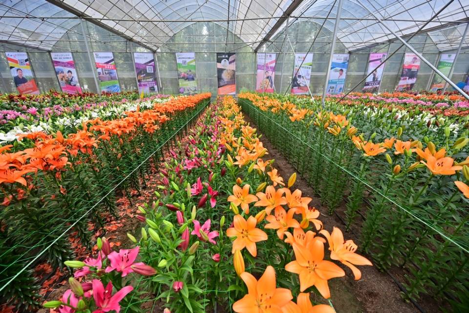 原创凌源百合美丽绽放辽西美食的发源地牛河梁逛吃攻略