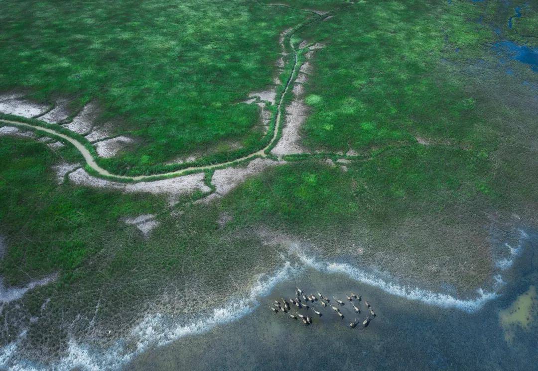 环渤海的盐碱地也能高效利用吗?建设"滨海草带",发展生态草牧业