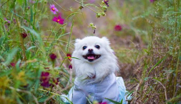 狗为啥不建议送人 c1a9a1cfedec4ac0bb04eb5b08467ba5.jpeg