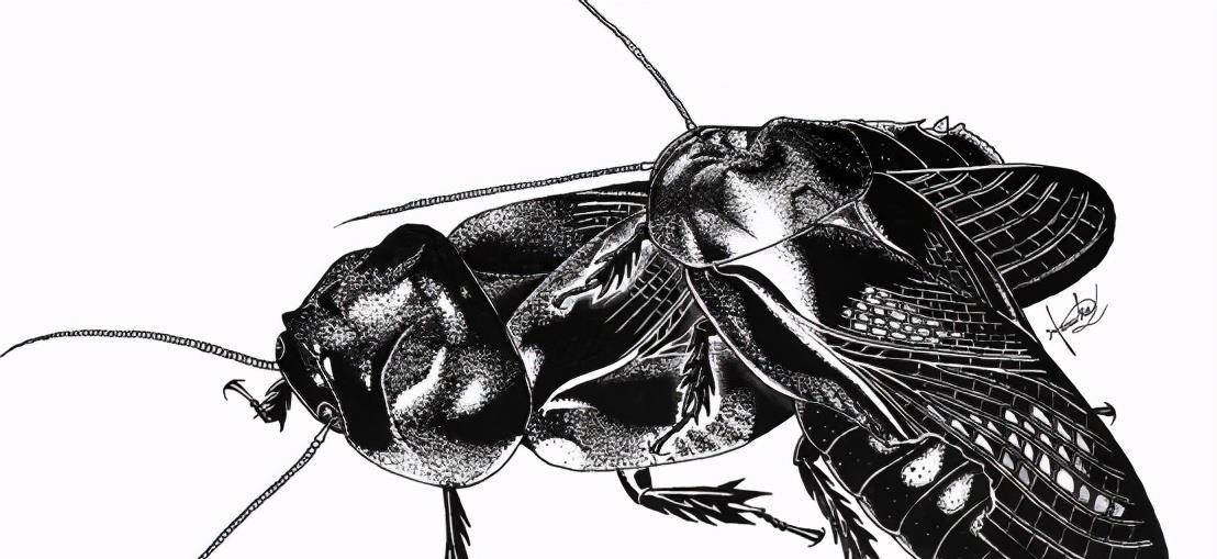 昆虫界最忠贞的爱情 交配后吃掉彼此的翅膀 一生跟随对方 蟑螂