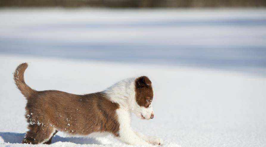 雪地|千万不要在下雪时带狗子出去玩，铲屎官：被自家狗子“蠢哭”了