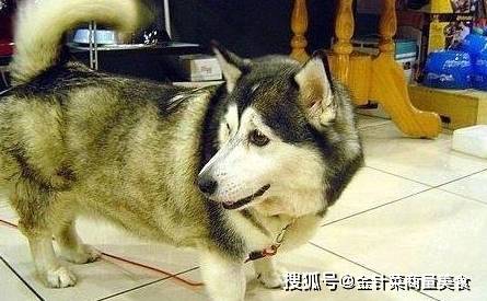 柯基怀|短腿柯基怀了二哈的宝宝，生下来主人笑哭了，二哈基因太强了吧