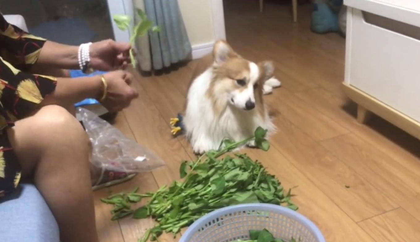 幽怨|奶奶择青菜，柯基趴在地上歪头翻白眼，狗：为什么没给我买肉？