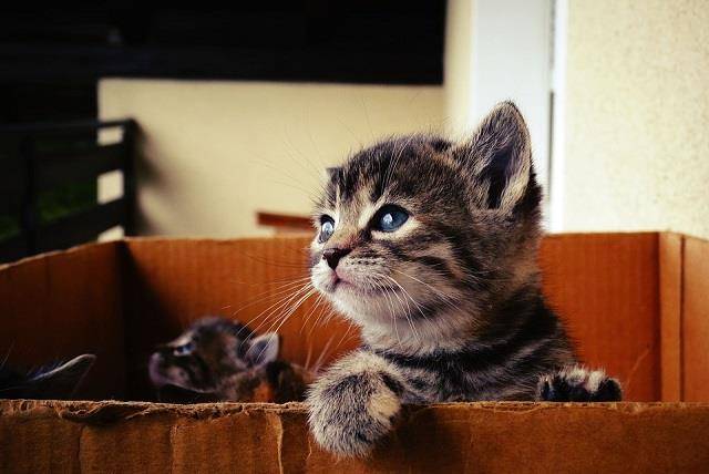 猫咪|猫咪不听话乱吃乱啃东西，这是得了异食癖？