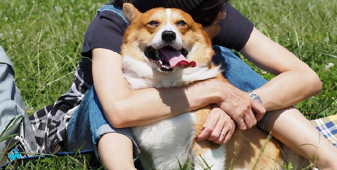 时间|柯基犬若有以下行为,说明它在守护你!