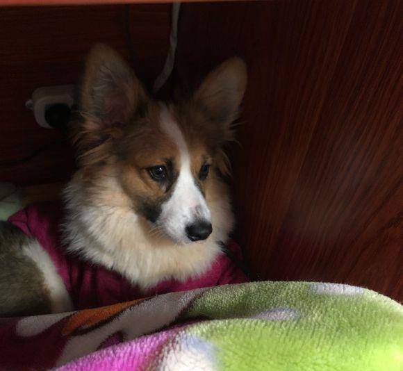 体重|柯基已经从幼犬变成胖子了，摊在床上都不愿意动，就知道吃