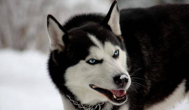 方法|狗狗出门在家耍赖皮，怎么也不回家，这时候该怎么办呢？