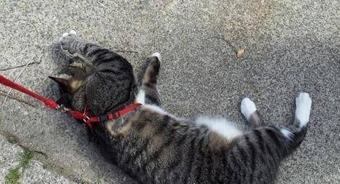 猫咪|猫咪向往自由，养猫后要不要带出去遛？看了你就知道