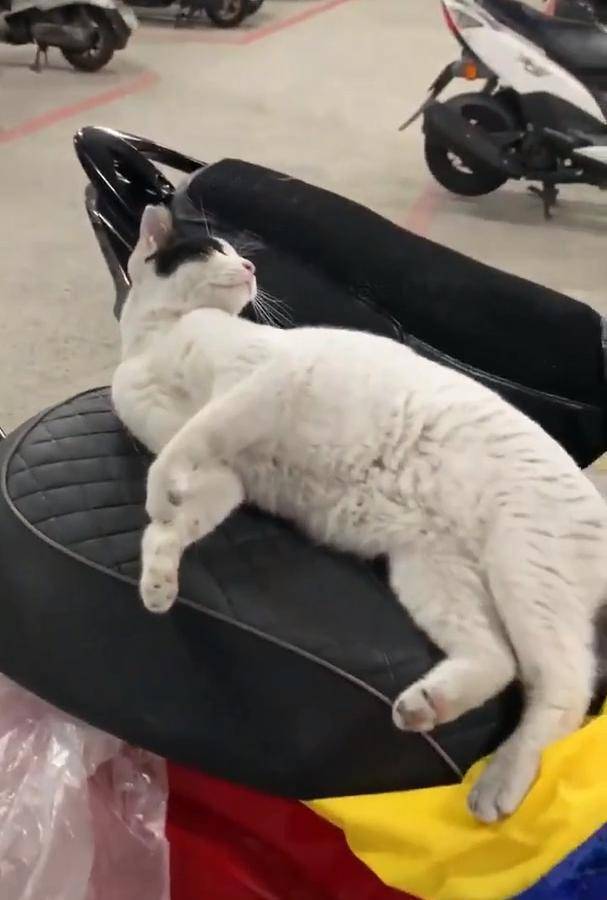 猫咪|流浪猫霸占坐骑，被疯狂调戏还不走，车主：能把猫咪带回家吗