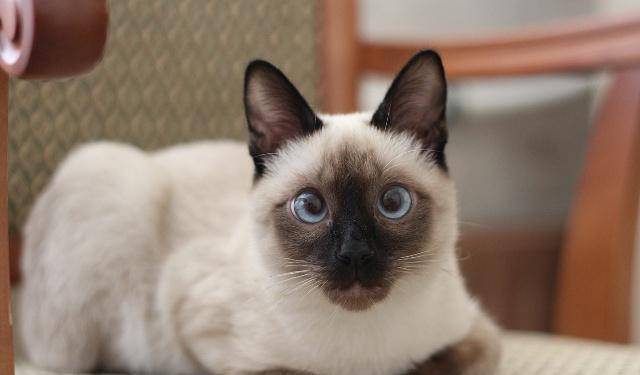 亲人|猫咪高冷？这几个极品“黏人精”猫，黏人到让你嫌烦！