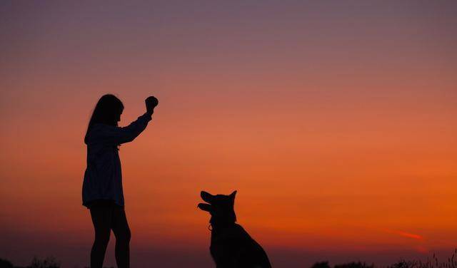 奖励|狗狗做错事要惩罚才会改正？不，奖励比惩罚更有效