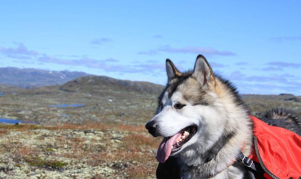 经济|有人为养狗而心疼,有人为养狗而破费,养狗到底不能省什么?