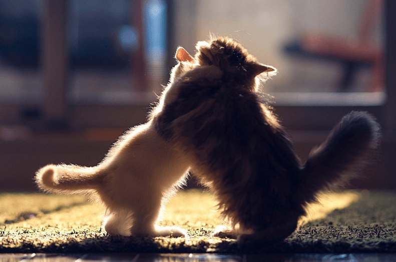 奖励|在猫咪的眼里，主人抱它起来，代表这些意思！