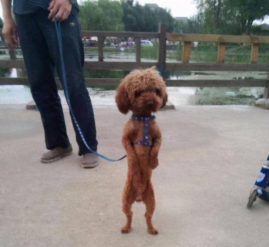 严重|兽医告诉你,什么样的养狗方式是在毁狗?