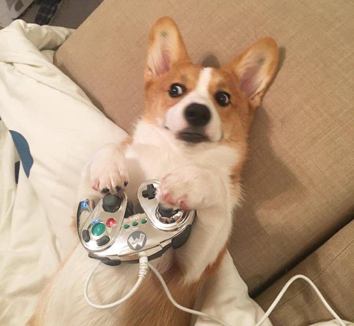 铲屎官带狗去蹦迪,狗狗满脸生无可恋,网友:无知害死狗_噪音