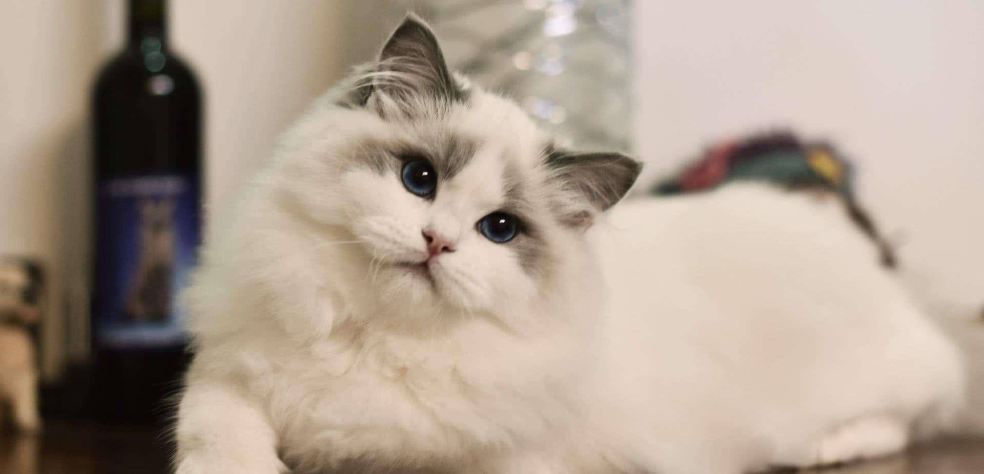 猫咪|六种高颜值适合家养的猫，你家猫又在列上吗