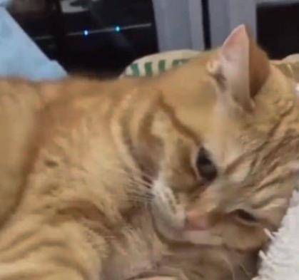 猫咪怎么喂才会胖 c3b0b4fb01374243986a88170f5abd90.jpeg