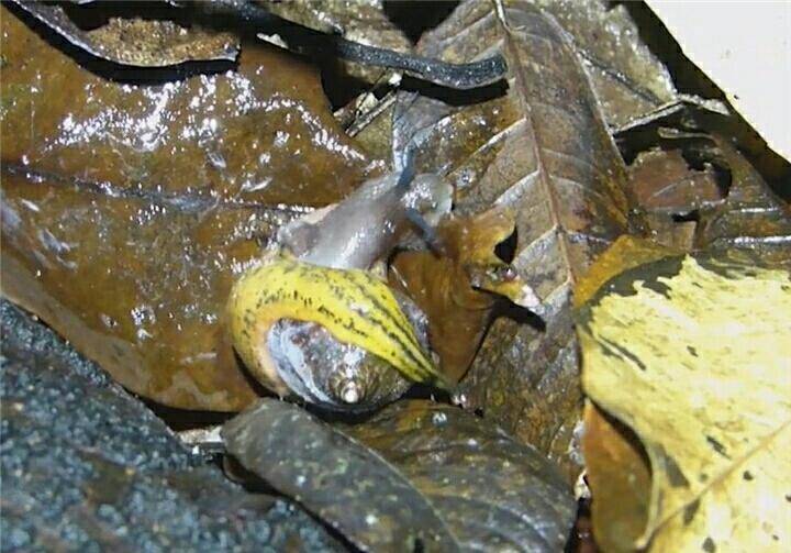 蜗牛怎么杀最简单方法 3a75fc2c780a4c52b1f191254636728e.jpeg