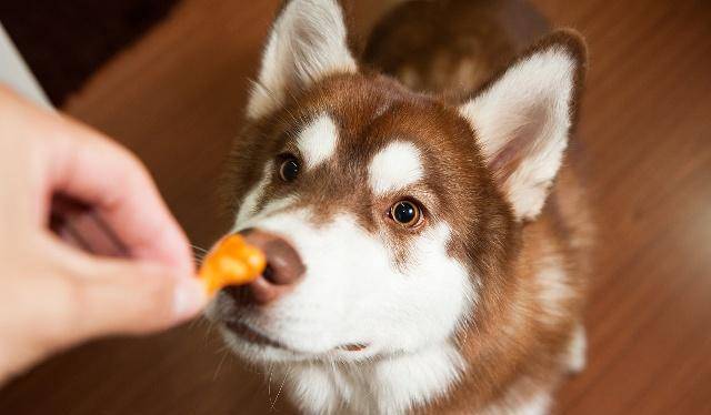 方法|遇到不喜欢洗澡的狗狗,原因大家去找过吗?该如何让狗狗习惯呢