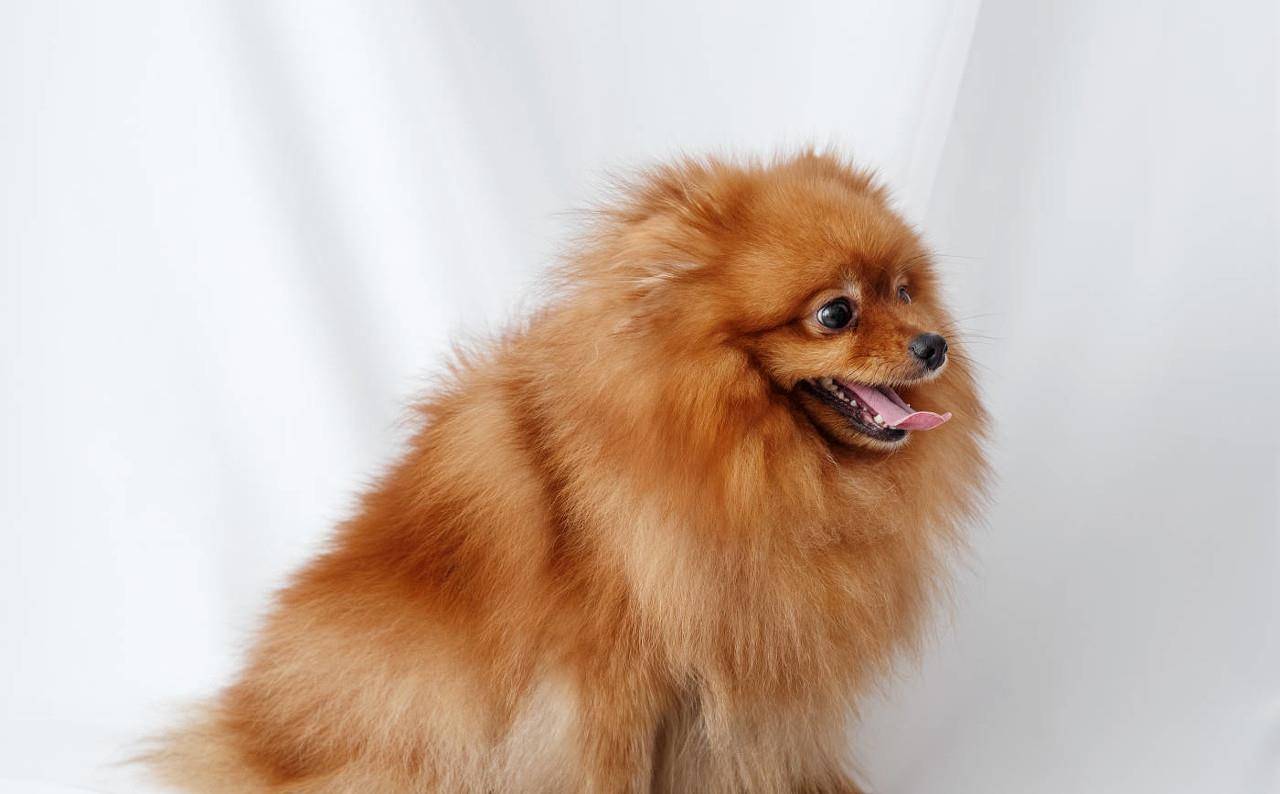 什么|养狗之后,你的生活发生了哪些改变,网友:我已脱胎换骨