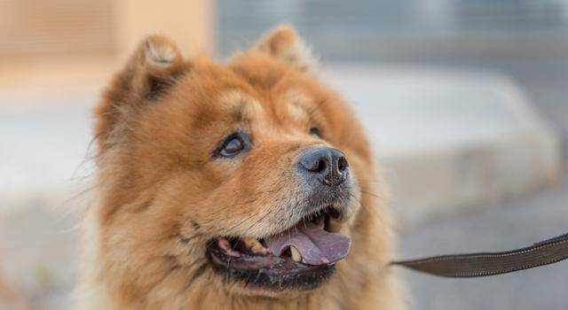 攻击性|松狮犬很忠诚,饲养的人却很少,原因有7个,体臭只是其中一个