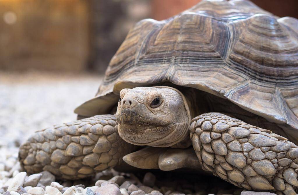 世界上活得最长的动物是什么?乌龟仅排第四