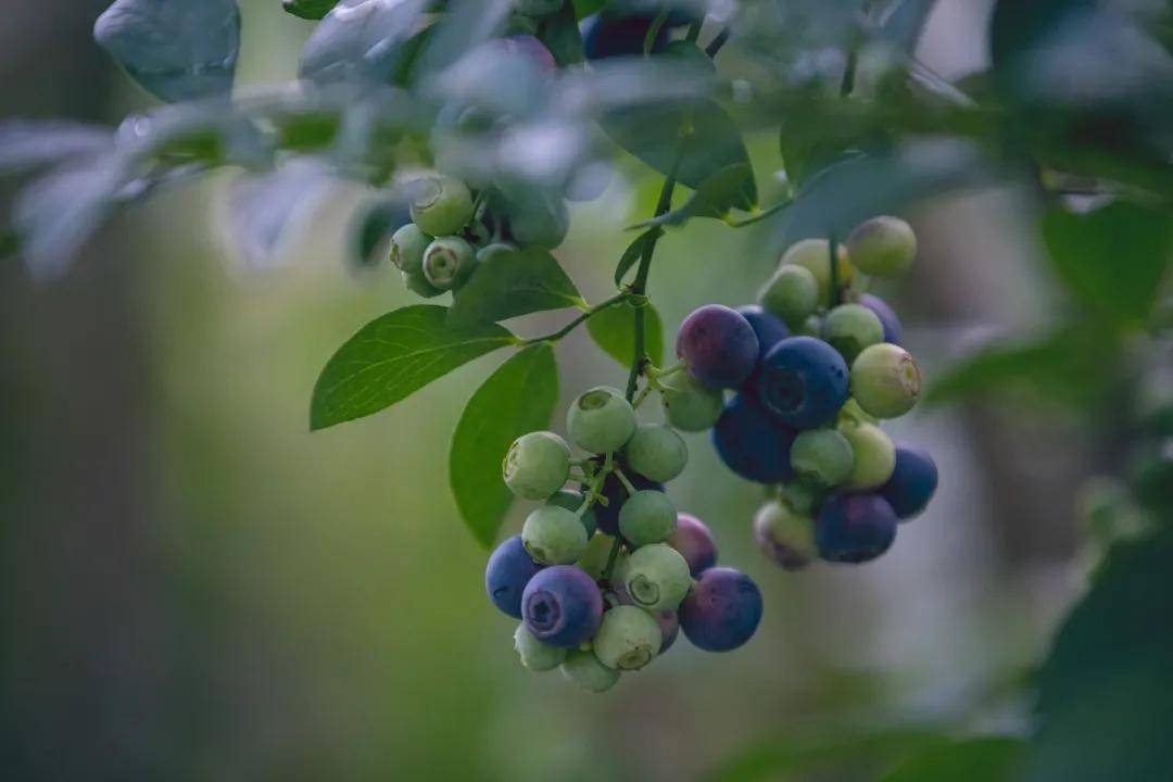 水沟|马站响水沟：半山新绿， 半山硕果，一锅烟火