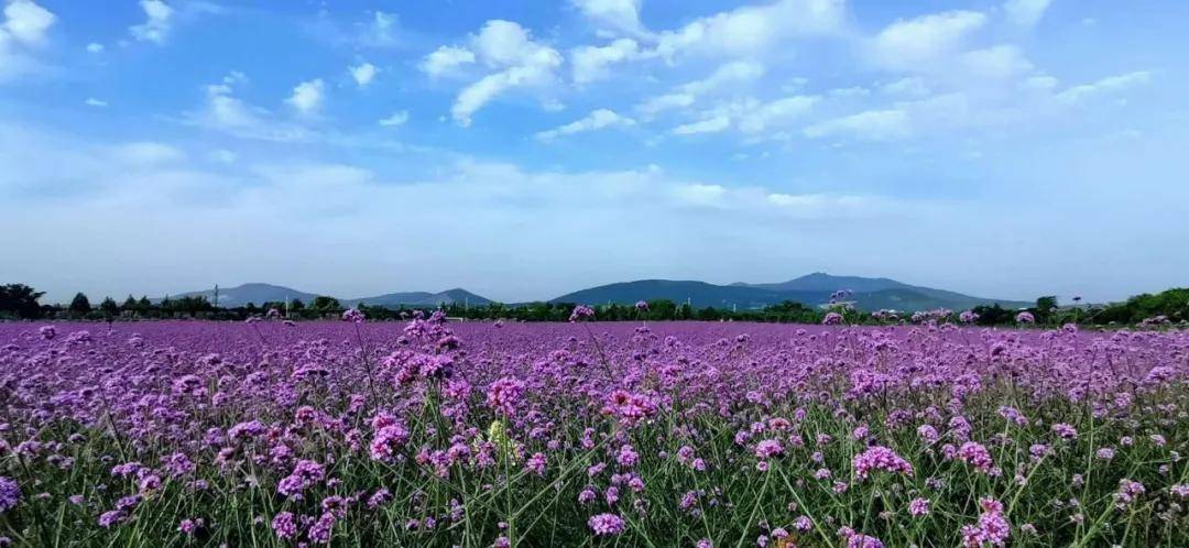 夏花绚烂 邀您共赏 邂逅 夏花绚烂 邀您共赏 邂逅