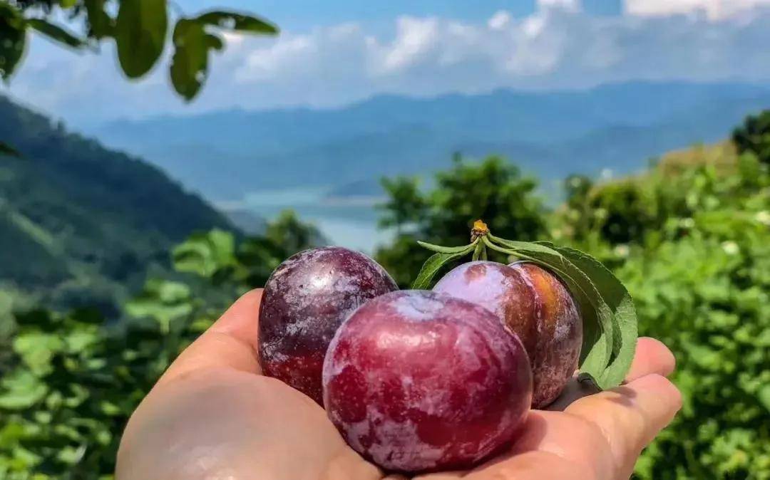 广西的"李族皇后—龙滩珍珠李_天峨县