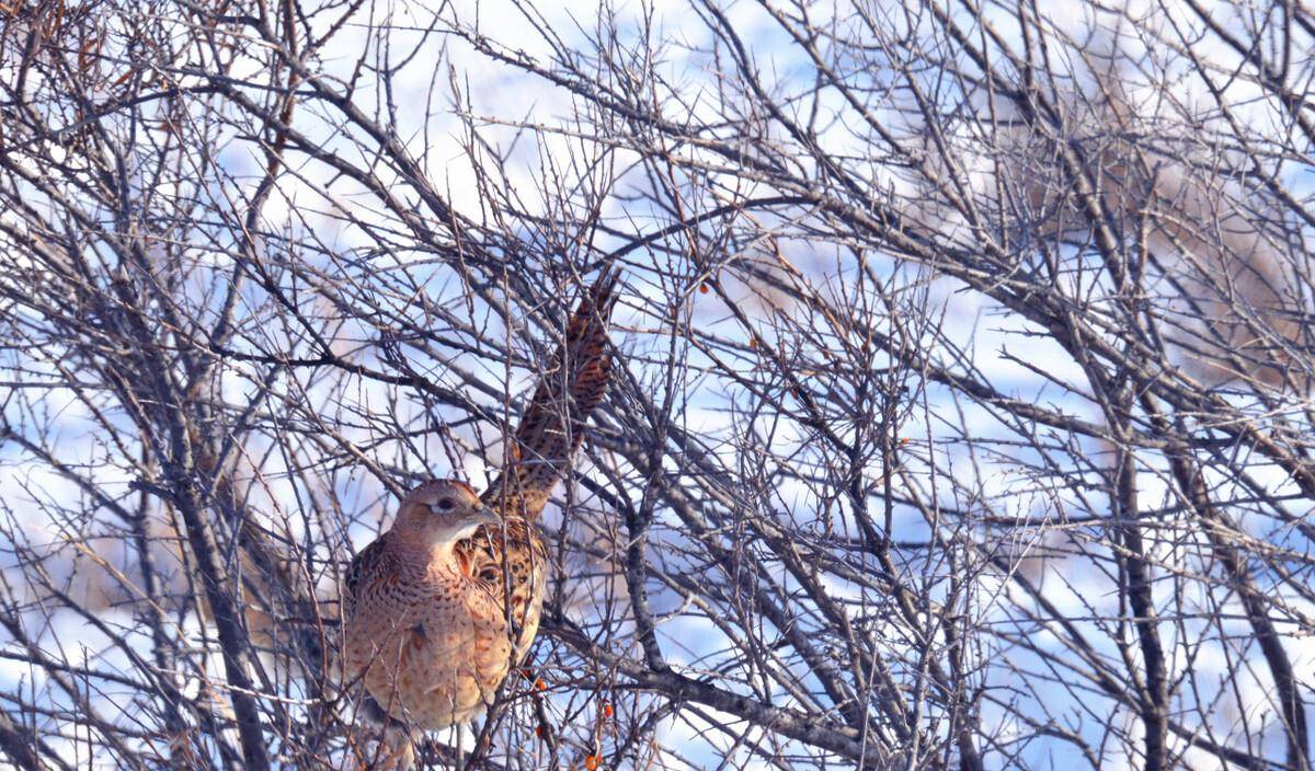 能力|野鸡白天在山林中觅食，晚上都去哪里了呢？动物冷知识