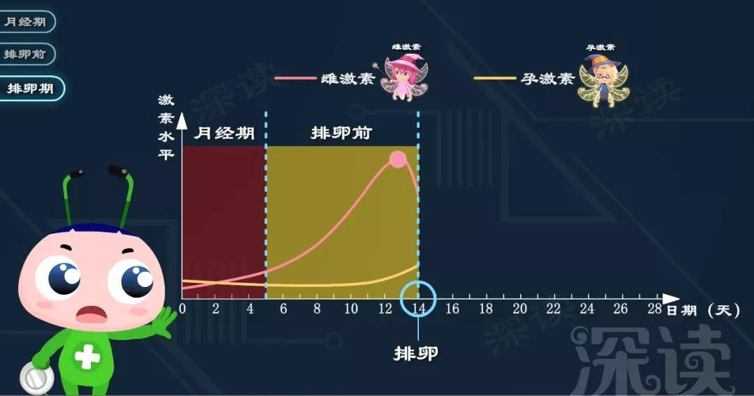 當 雌激素到達峰值的時候,卵巢開始 排卵.