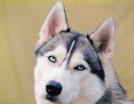 观点评论|哈士奇和比特犬打架，使出绝技亲吻对方，网友：太厌恶了！