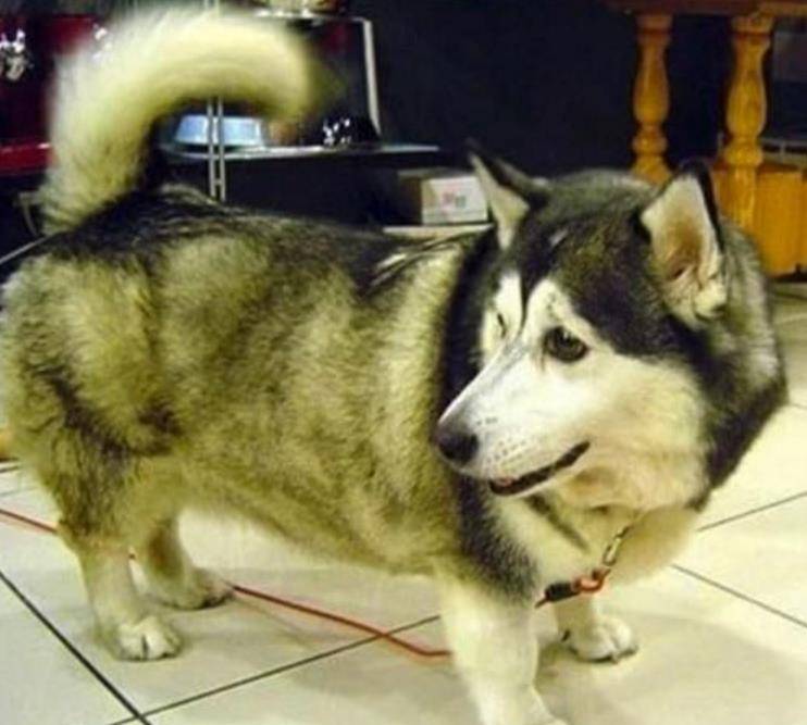 观点评论|短腿柯基和金毛、哈士奇生的宝宝，跟闹着玩儿似的