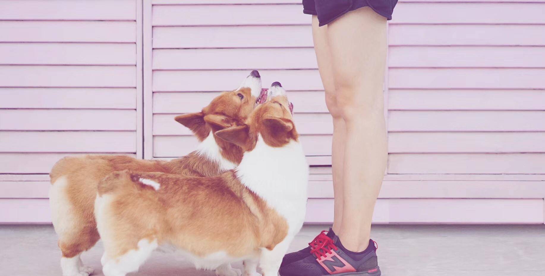 观点评论|ins风宠物写真，养这么多柯基，啥家庭啊家里有矿啊