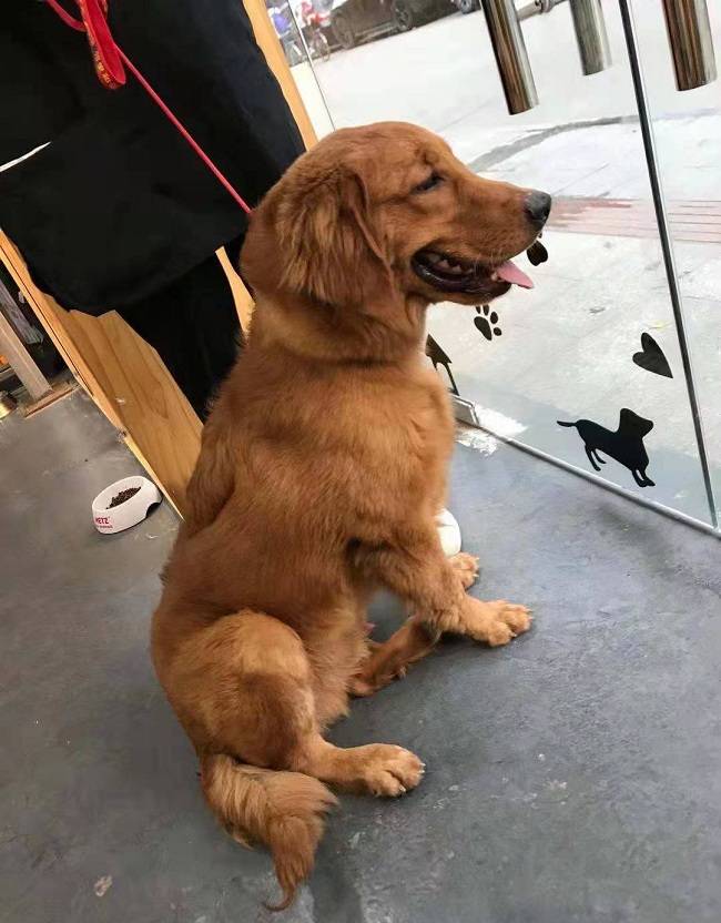 费用|金毛狗狗喜欢随地大小便，广州正规训犬学校提供狗狗训练费用方案！
