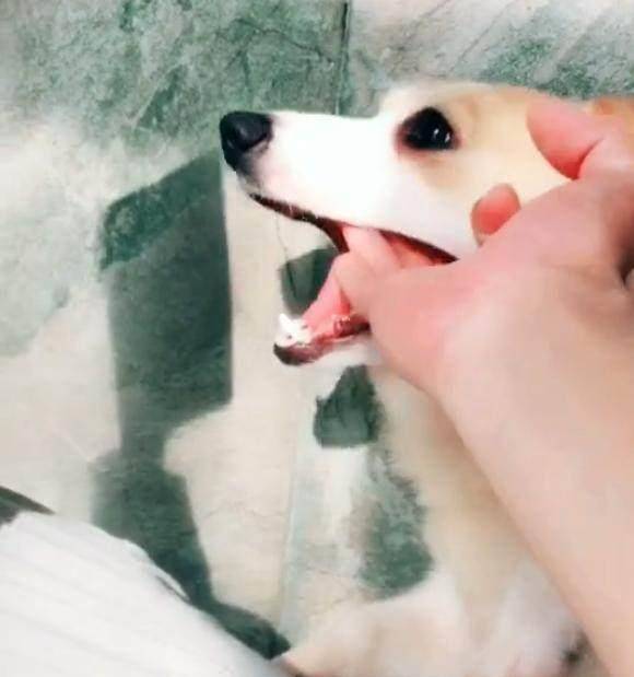 观点评论|不知道这6根铁链能否锁住这妖兽，网友：金刚伏魔锁妖大阵？