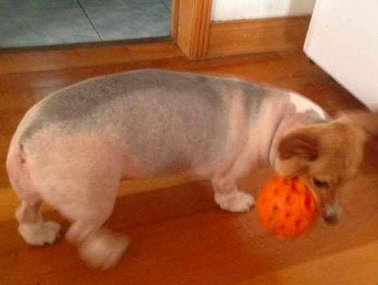 猫咪|主人把二哈剃成驴，把猫咪剃成“哥斯拉”，还给柴犬剃了个背带裤