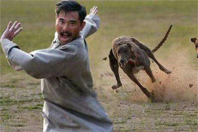 怎么才能让狗不跟人 25a7d132b80845f998624a657926243b.jpeg