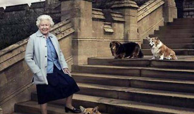 带着|英国女王的柯基都是“戏精”,眼神带戏,姿势抢镜!