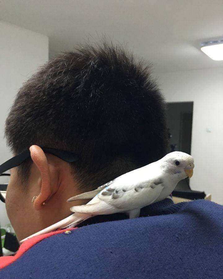 方法|我有好方法，教教你鹦鹉怎么养就会说话？