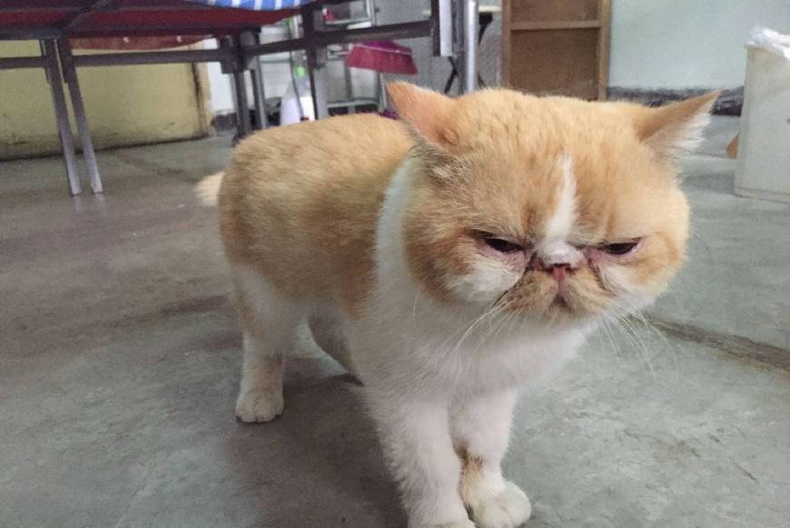 动画片|适合家庭饲养的小天使加菲猫,文静又能逗你开心,赶紧养一只吧