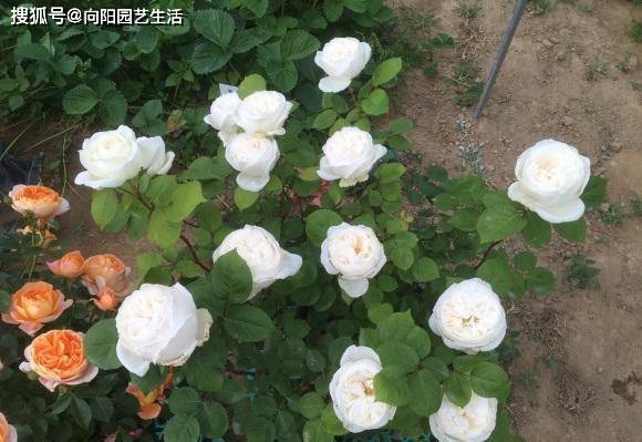 幼苗月季 用什么样的土栽种最好 首先泥炭土 后选腐殖土 花土