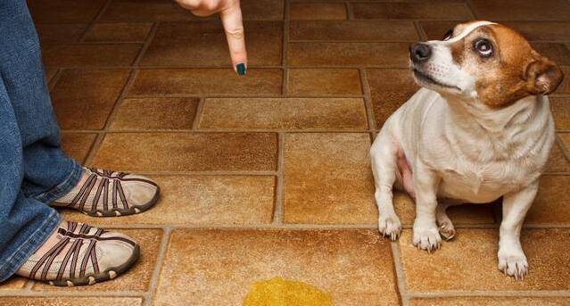 地方|训练小妙招：主人只要学会这几步，狗狗乖乖“定点大小便”！