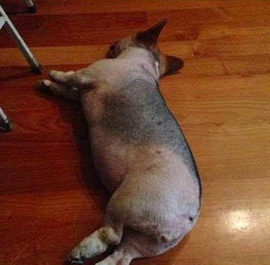 猫咪|主人把二哈剃成驴，把猫咪剃成“哥斯拉”，还给柴犬剃了个背带裤