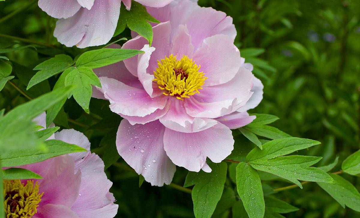 北方室外气候不适合养花试试这几种花卉易活又美艳